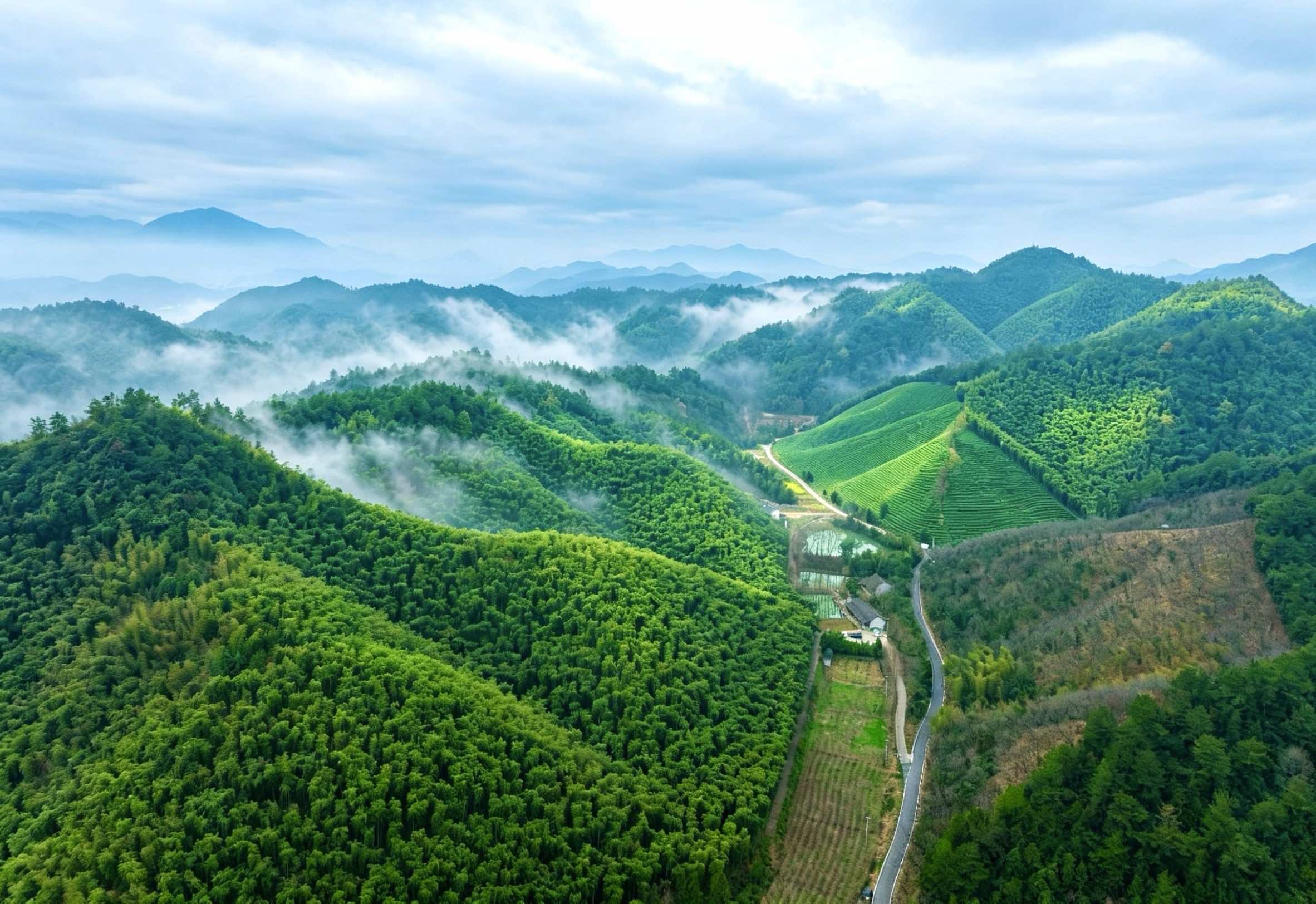 Where whitetea begins.